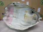 Honda CBR 600 F1 FUEL TANK - Image 6